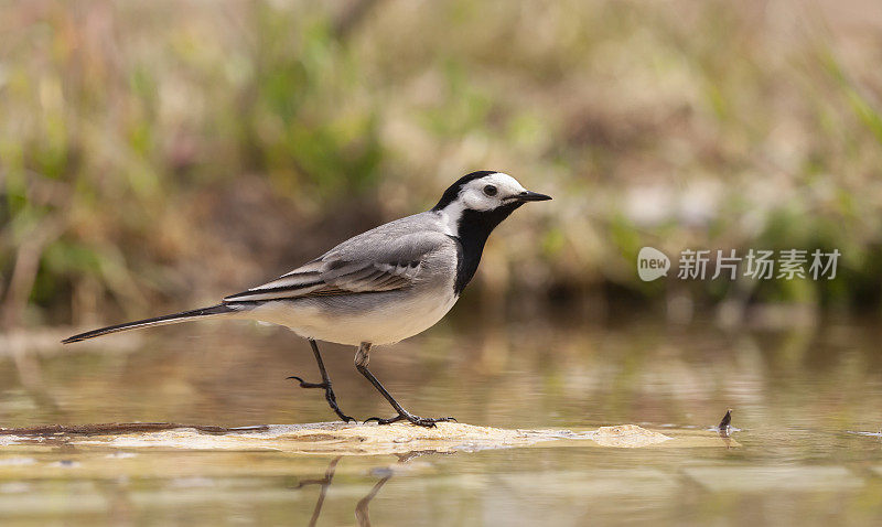 白Wagtail, Motacilla alba，站在池塘的石头上。轮廓视图，散焦自然背景。